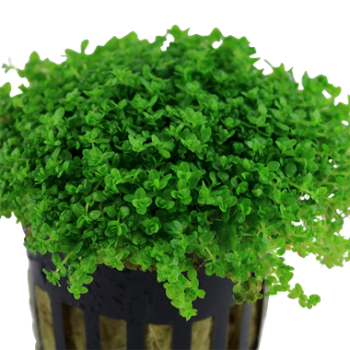Hemianthus callitrichoides dans le pot - Aquaflora 2