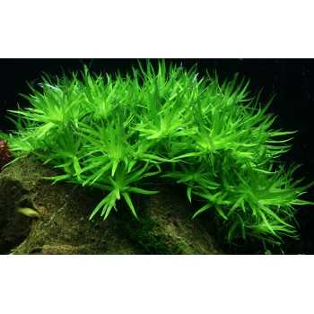 Heteranthera Zosteriifolia à Jar - Aquaflora 2