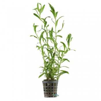 Heteranthera Zosteriifolia à Jar - Aquaflora