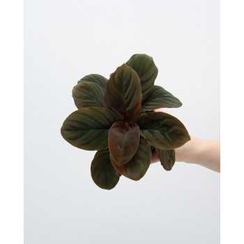 HOMALOMENA HUMILIS DANS JAR - Aquaflora