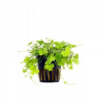 Hydrocotyle cf. tripartita in vasetto - Aquaflora