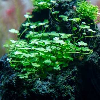 Hydrocotyle cf. tripartita in vasetto - Aquaflora 2