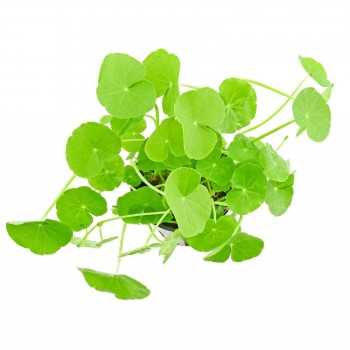 Hydrocotyle leucocephala dans le pot - Aquaflora