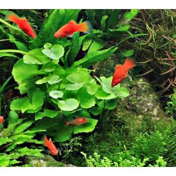 Hydrocotyle leukocephala in jar - Aquaflora 2