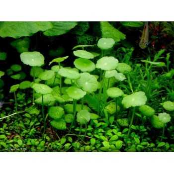 Vertical Hydrocotyle in Jar - Aquaflora 2