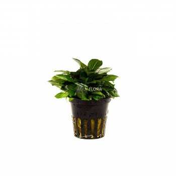 Hygrophila Corymbosa 'Parvifolia' dans le pot - Aquaflora