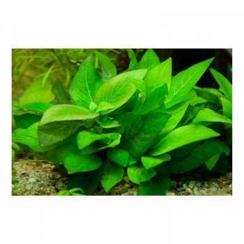 Hygrophila Corymbosa 'Parvifolia' dans le pot - Aquaflora 2