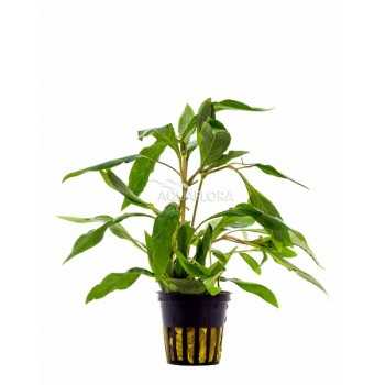 Hygrophila Corymbosa 'Angustifolia' dans le pot - Aquaflora