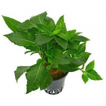 Hygrophila corymbosa 'Parvifolia Green' in vasetto -...