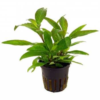 Hygrophila Corymbosa 'Siamensis' in Jaset - Aquaflora