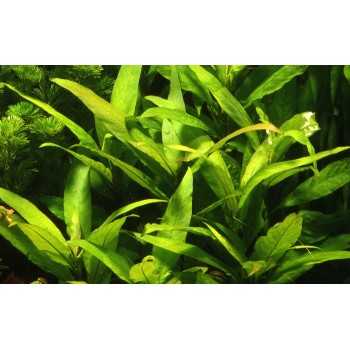 Hygrophila Corymbosa 'stricta' dans le pot - Aquaflora 2