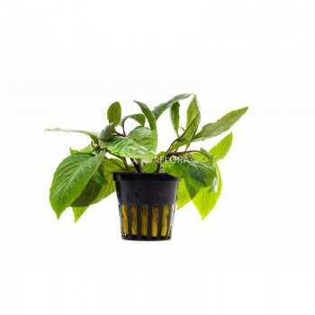 HYGROPHILA CORYMBOSA 'STRICTA' in jar - Aquaflora