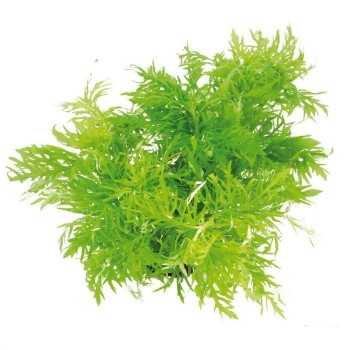 Hygrophila difformis in vasetto - Aquaflora 2