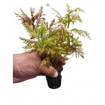 HYGROPHILA DifforMis 'Red' in jar - Aquaflora