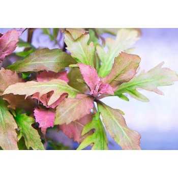 Hygrophila diforme 'rouge' dans le pot - Aquaflora 2
