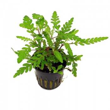 Hygrophila pinnatifida à Jar - Aquaflora