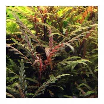 Hygrophila pinnatifida in vasetto - Aquaflora 2