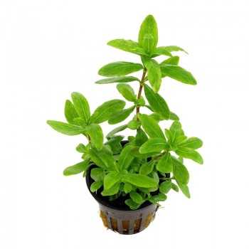 Hygrophila polysperma in vasetto - Aquaflora
