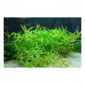 Hygrophila Polysperme à Jar - Aquaflora 2