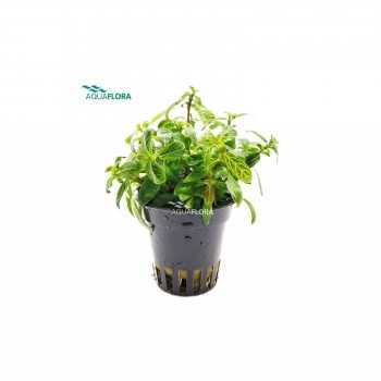 Hygrophila Polysperma sunset in jar - Aquaflora