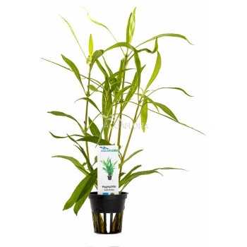 Hygrophyla salicifolia à pot - Aquaflora