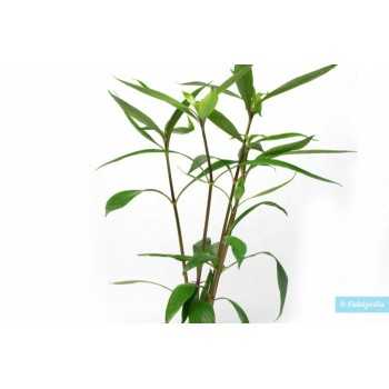 Hygrophila salicifolia in vasetto - Aquaflora 2