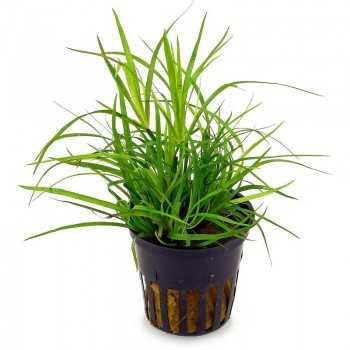 Repens juncus dans le pot - Aquaflora