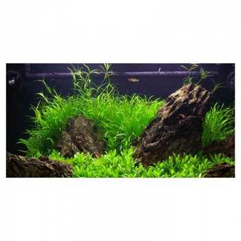 Juncus repens in vasetto - Aquaflora 2