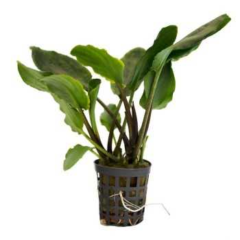 Lagenandra meeeeboldii Vert à Jar - Aquaflora