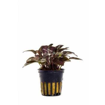 Lagenandra Meeeboldii Red in Jar - Aquaflora