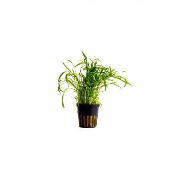 Lilaeopsis novaire-zélandiae à Jar - Aquaflora