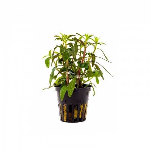 Limnophila aromatique dans le pot - Aquaflora