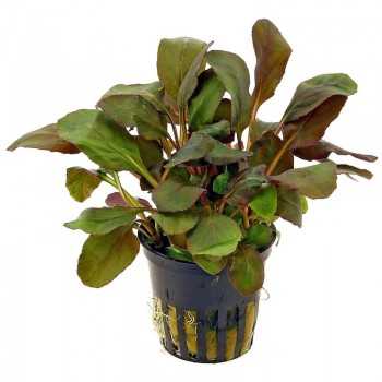 Lobelia cardinalis in vasetto - Aquaflora