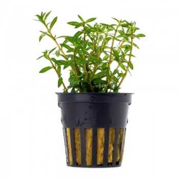 Ludwigia arcuata in vasetto - Aquaflora
