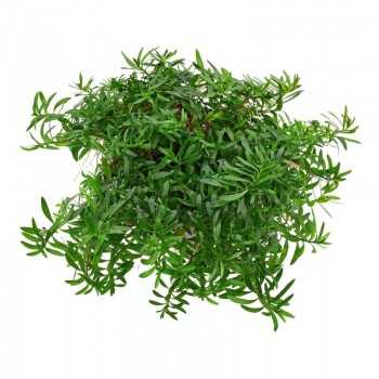 Ludwigia arched in jar - Aquaflora 2