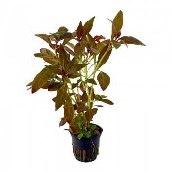 Ludwigia glandulosa in vasetto - Aquaflora