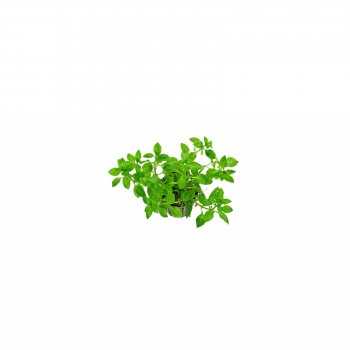 Ludwigia Palustris Green à Jar - Aquaflora