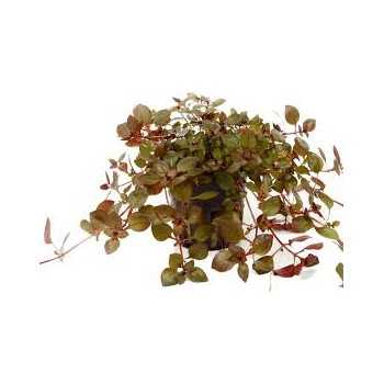 Ludwigia Palustris Super Red in Jar - Aquaflora
