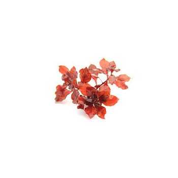 Ludwigia palustris Super Red in vasetto - Aquaflora 2