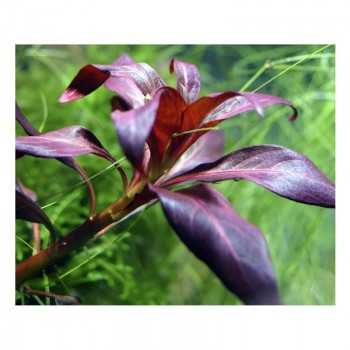 Ludwigia perennis in jar - Aquaflora 2