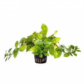 Ludwigia sp. Atlantis dans Jar - Aquaflora