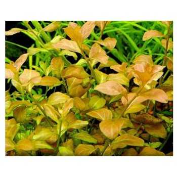 Ludwigia sp. Atlantis dans Jar - Aquaflora 2