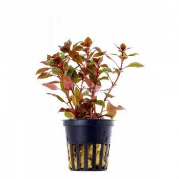 Ludwigia sp. Mini super rouge à Jar - Aquaflora