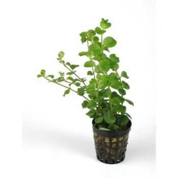 Lysimachia nummularia in jar - Aquaflora