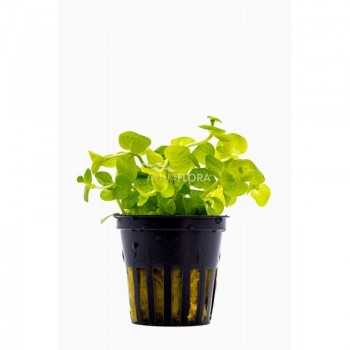 Lysimachia Nummularia Golden à Jar - Aquaflora
