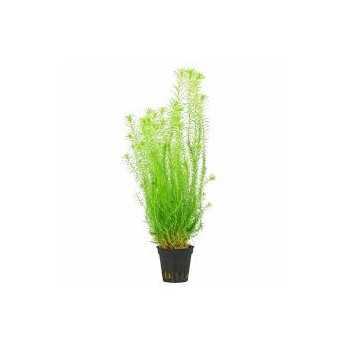 Mayaca fluvatilis in jar - Aquaflora