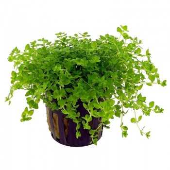 MicRanthemum MicRanthemoides in jar - Aquaflora 2