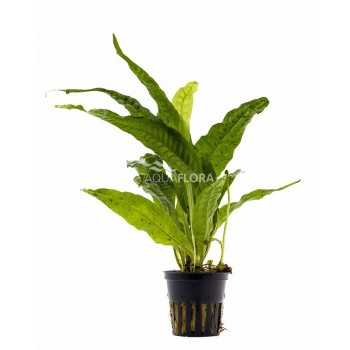 Pteropus Microsorum dans Jar - Aquaflora