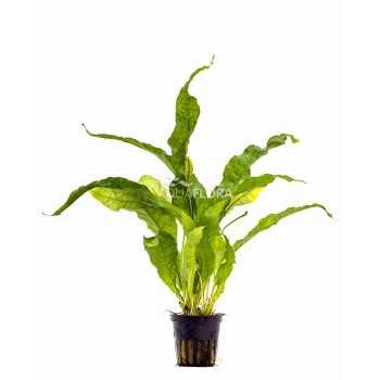 Microsorum Pteropus latifolia in jar - Aquaflora