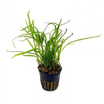 Microsorum Pteropus Trident in Jar - Aquaflora